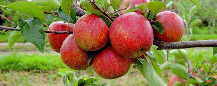 Apfel Rubinette